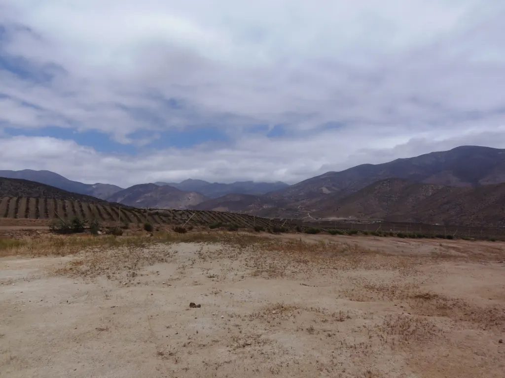 Landscape view of a dirt field with rows of trees and mountains in the background under a cloudy sky.