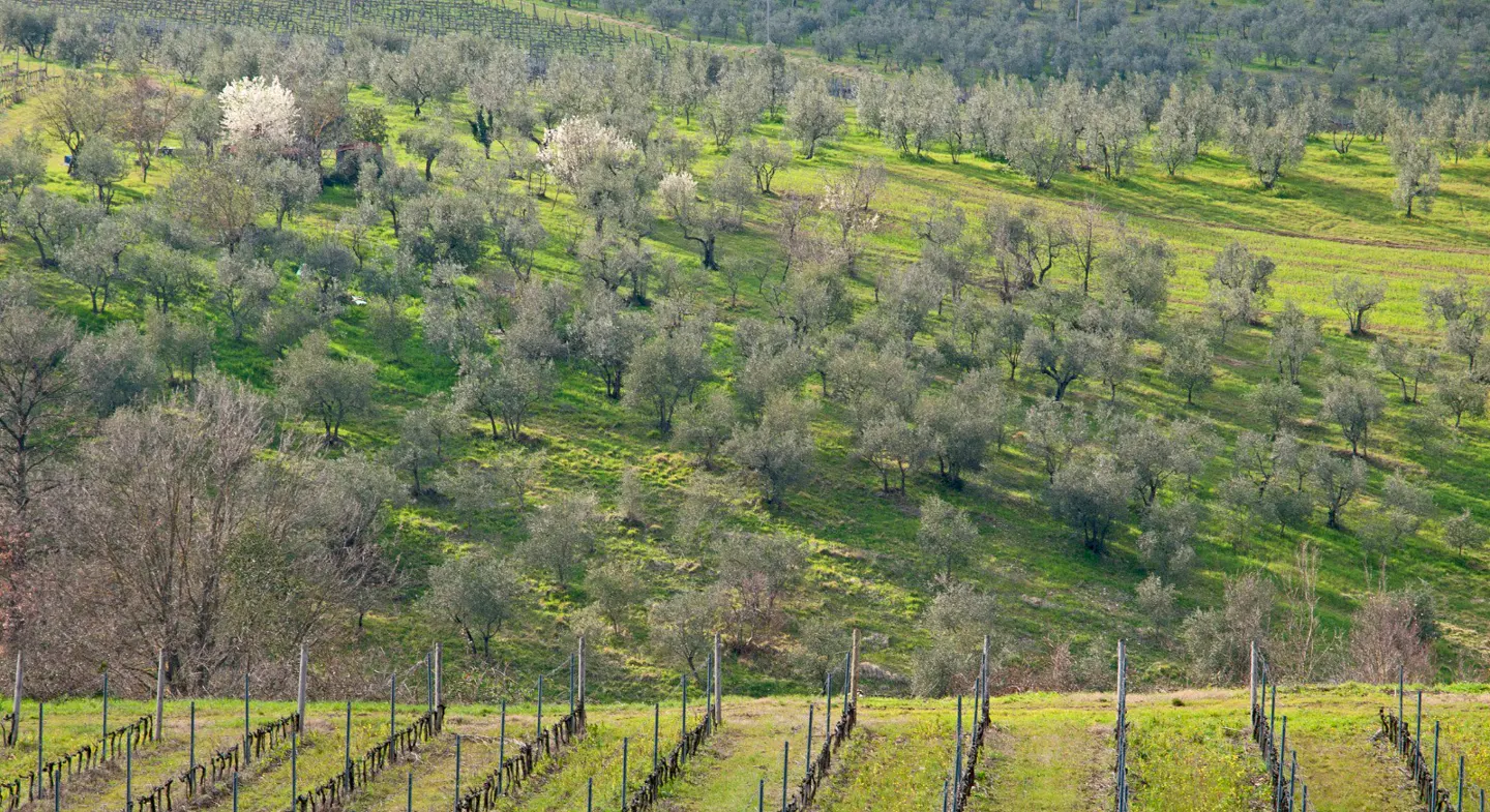 Hilly landscape with rows of grape vines in the foreground and olive trees on a green hillside in the background.