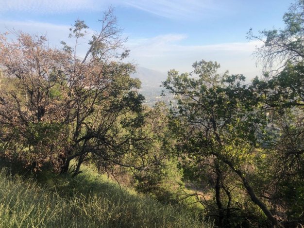 Hilly landscape with green trees and grass, overlooking a city in the distance under a blue sky with light clouds. [AI-generated text]