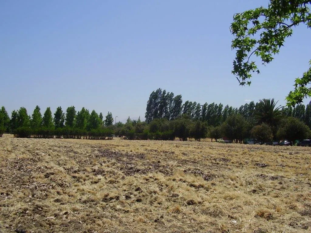 A field of dry grass with trees in the background under a clear blue sky.