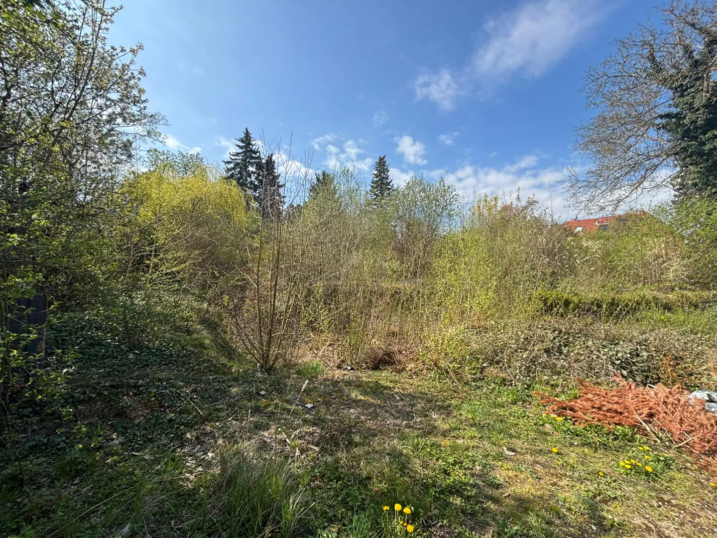Overgrown lot with trees and shrubs under a blue sky with clouds. Some yellow dandelions are visible in the foreground.
