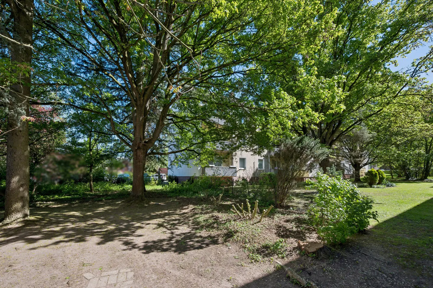 A sunny backyard with large trees casting shadows on the ground, and a house in the background.