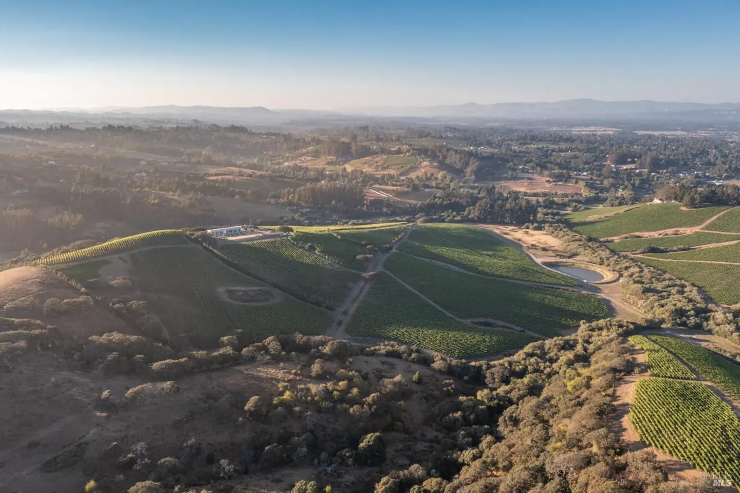 Aerial view of a vineyard with rows of green grapevines, trees, and a house on a hill under a blue sky.