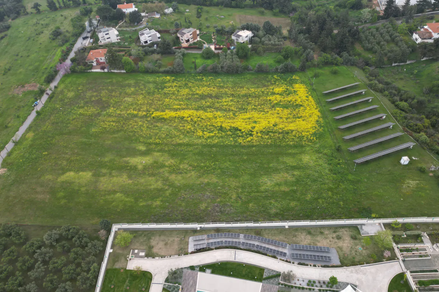 Aerial view of a large green field with yellow flowers, solar panels, and houses in the background.