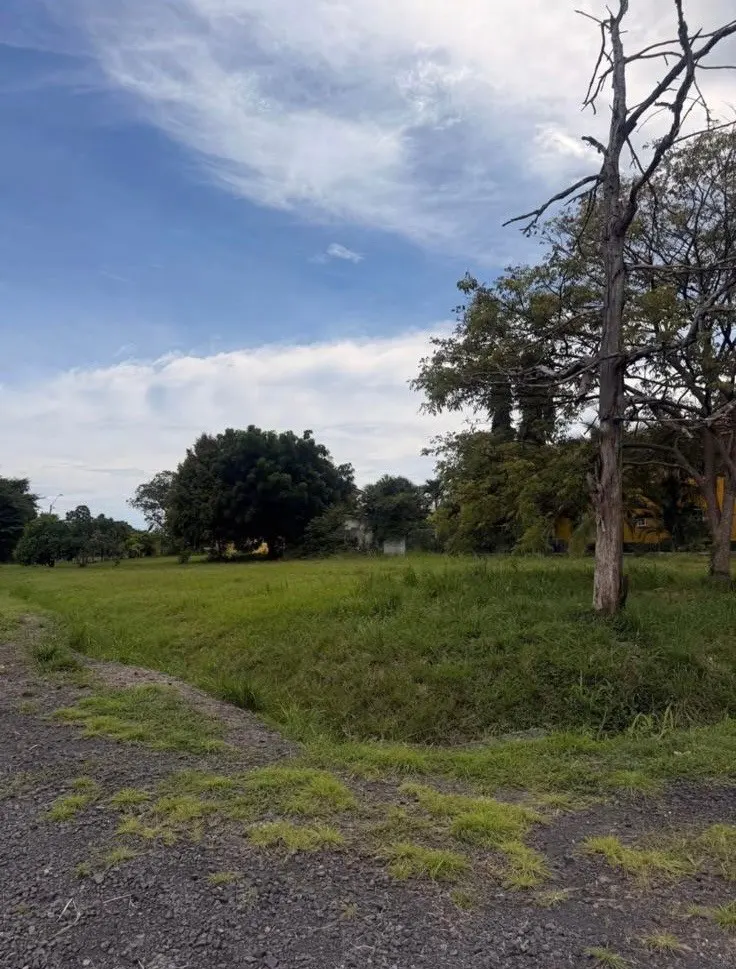 A grassy field under a blue sky with trees in the background. A gravel road is in the foreground.