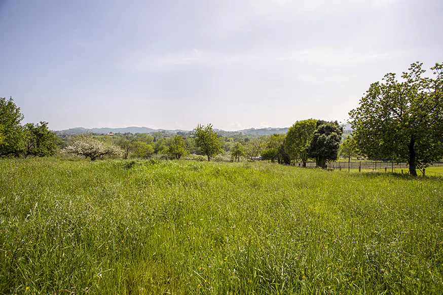 A grassy field with trees and hills in the background under a light blue sky.