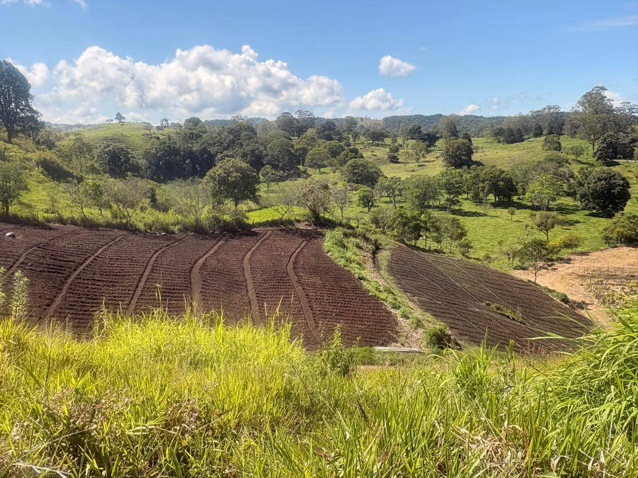 Hills with green grass and trees under a blue sky with white clouds. Brown tilled soil in rows on a hillside. Tall green grass in the foreground.