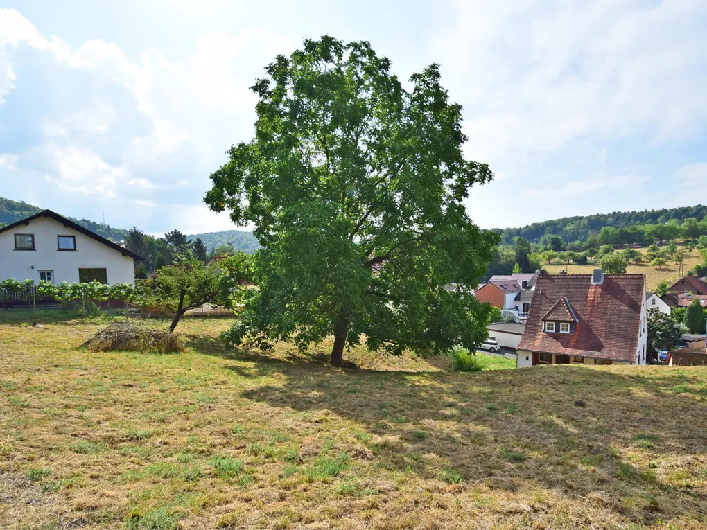 A large green tree stands in a grassy yard with houses in the background on a sunny day.