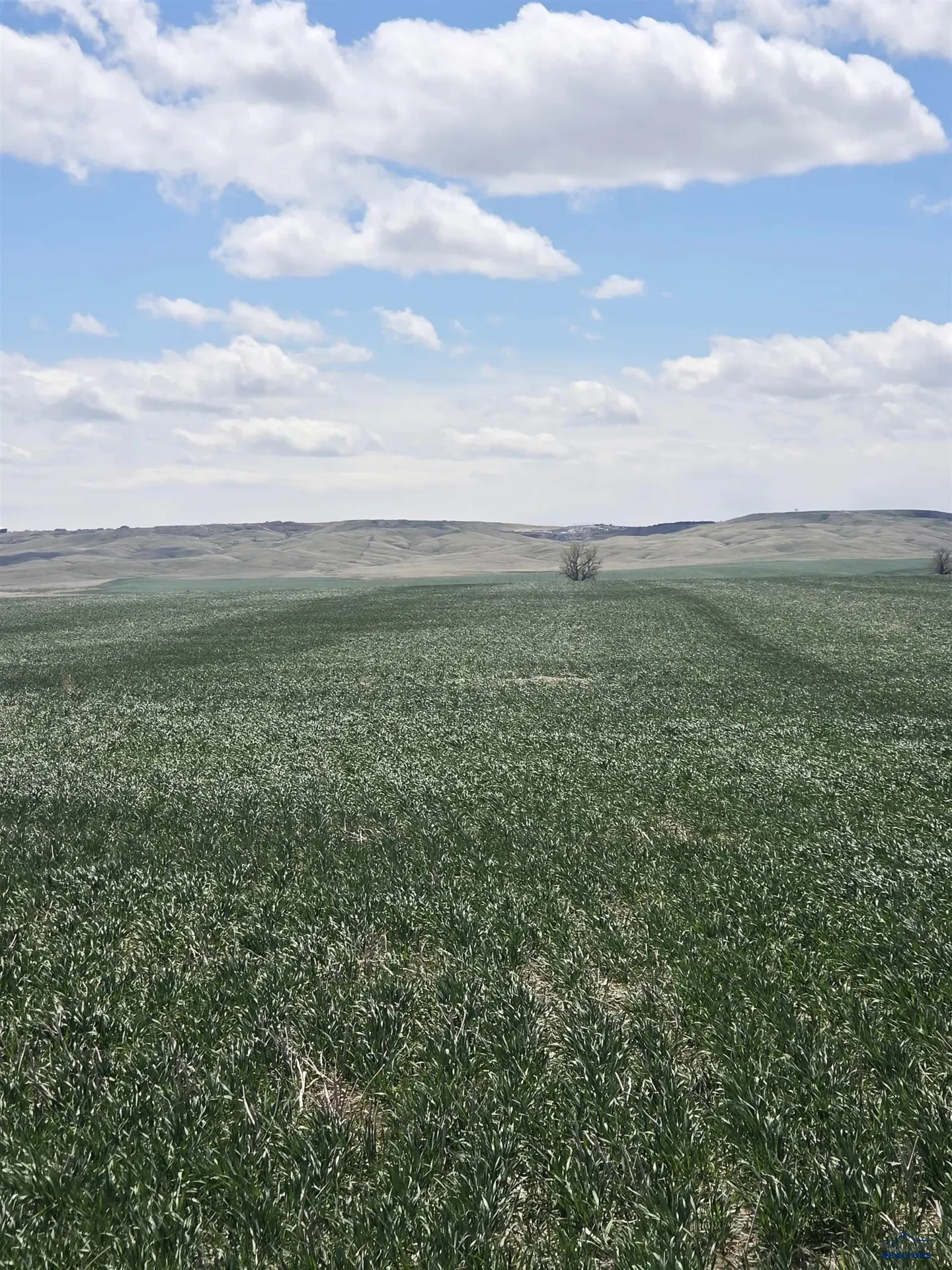 Vast green field under a blue sky with scattered clouds. Distant hills and a few trees dot the horizon.