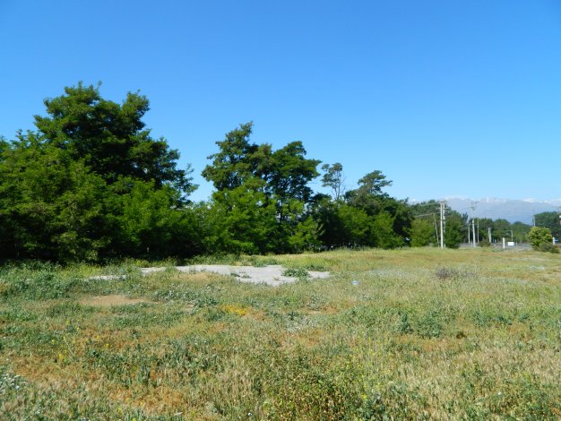 Vacant lot with green trees under a blue sky. Grass and weeds cover the foreground. Mountains are visible in the distance.