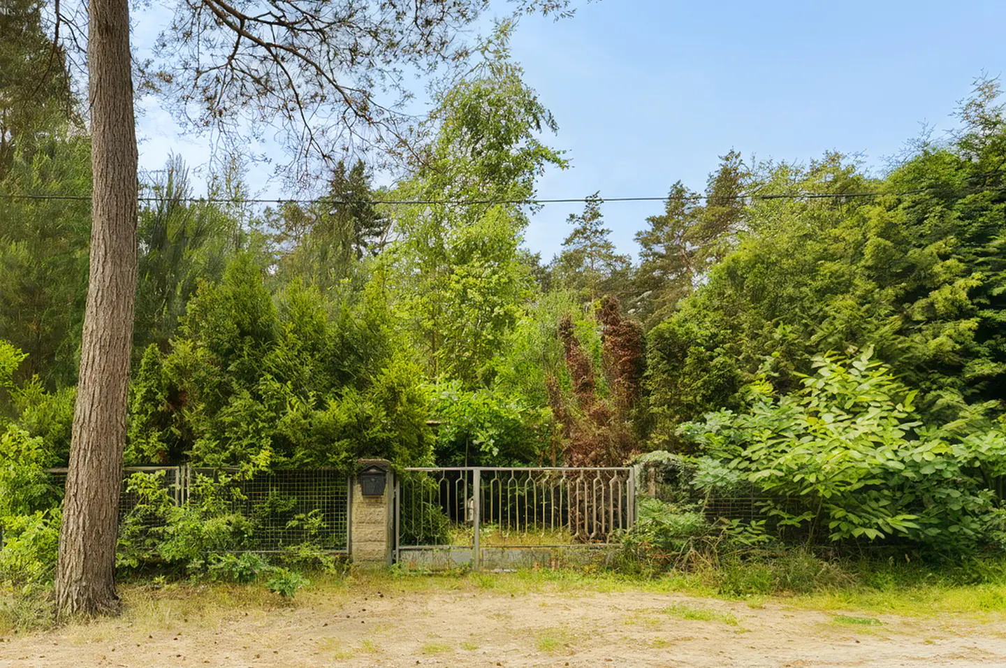 A metal gate and fence surrounded by dense green trees and shrubs, with a tall pine tree in the foreground.