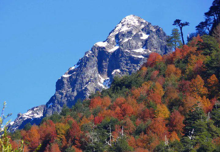 Snow-capped mountain peak against a clear blue sky, with colorful autumn trees on the hillside.