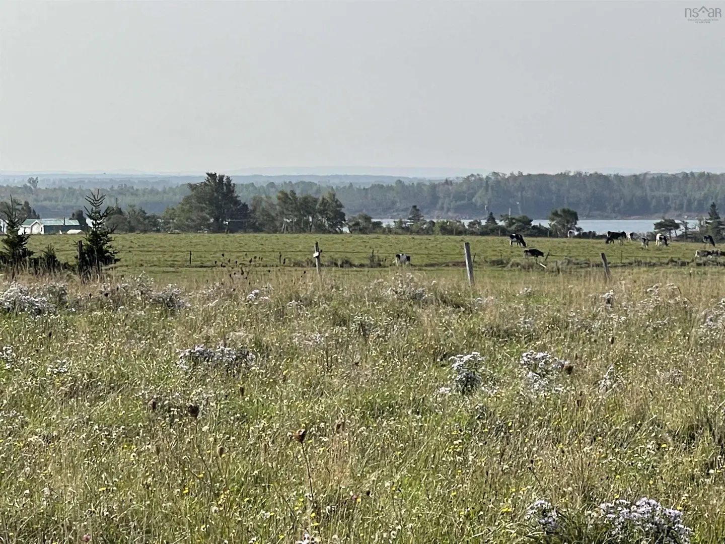 Pastoral view of a green field with grazing cows, wildflowers, and a distant treeline near a body of water.