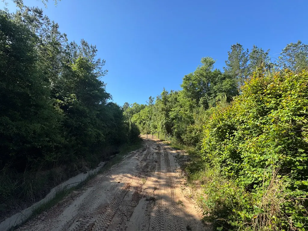 Dirt road leading to a gate, surrounded by green trees under a clear blue sky.