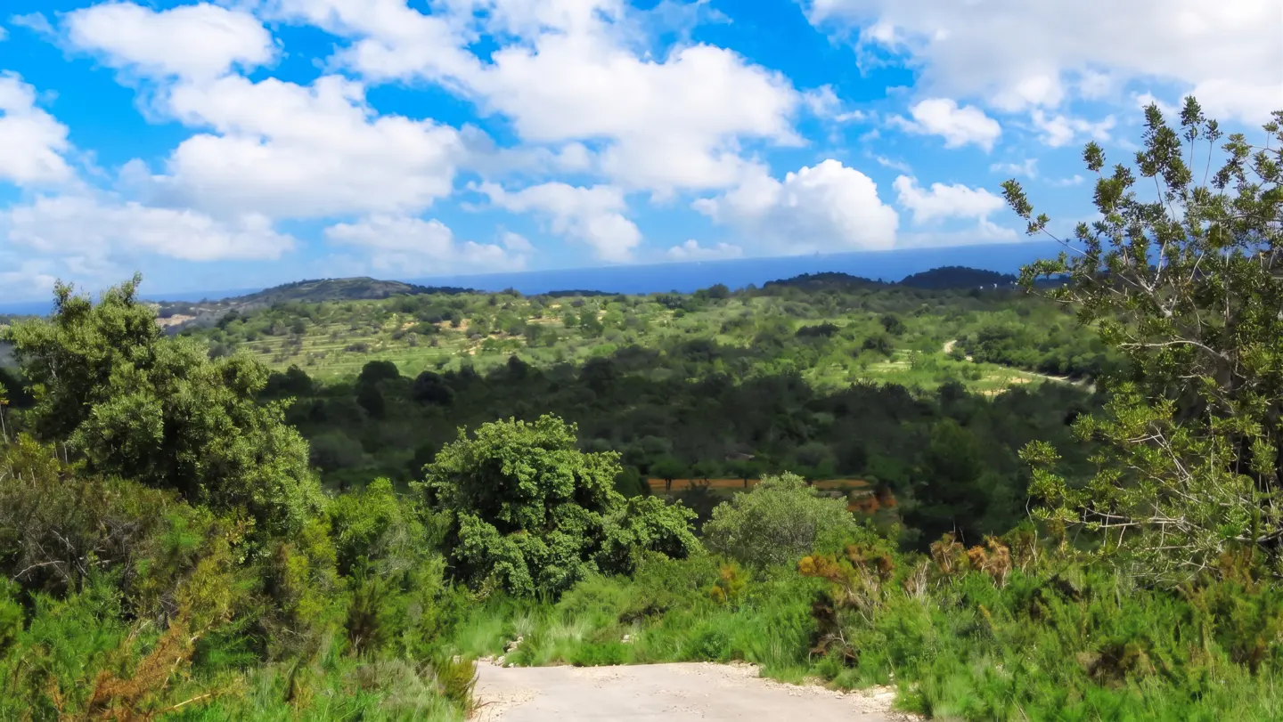 Landscape view of green hills and trees under a blue sky with white clouds. A road leads down into the scene. The ocean is visible in the distance.