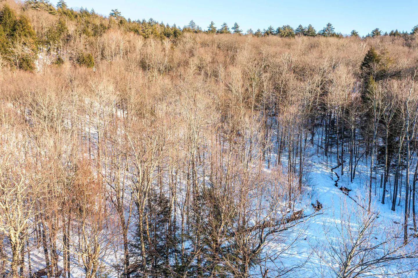 Winter forest scene with bare trees and snow-covered ground under a clear blue sky.