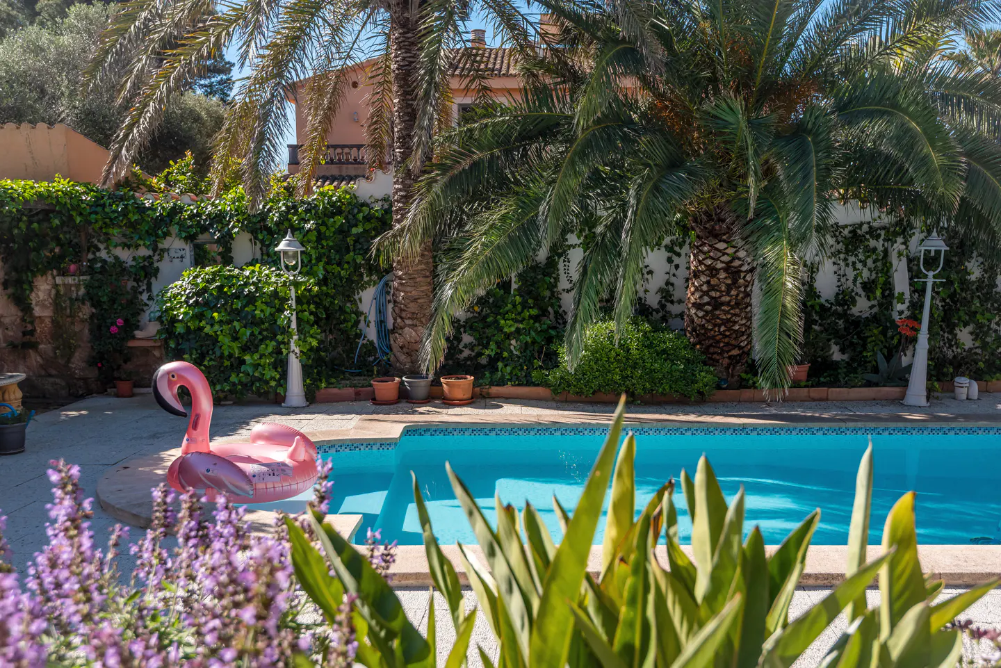 A sunny backyard with a blue swimming pool, a pink flamingo float, lush palm trees, and purple flowers in the foreground.
