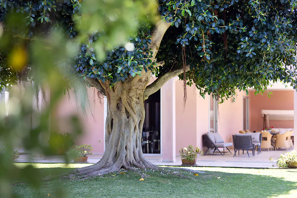 A large, gnarled tree stands in a grassy yard before a pink house with a patio featuring outdoor furniture.