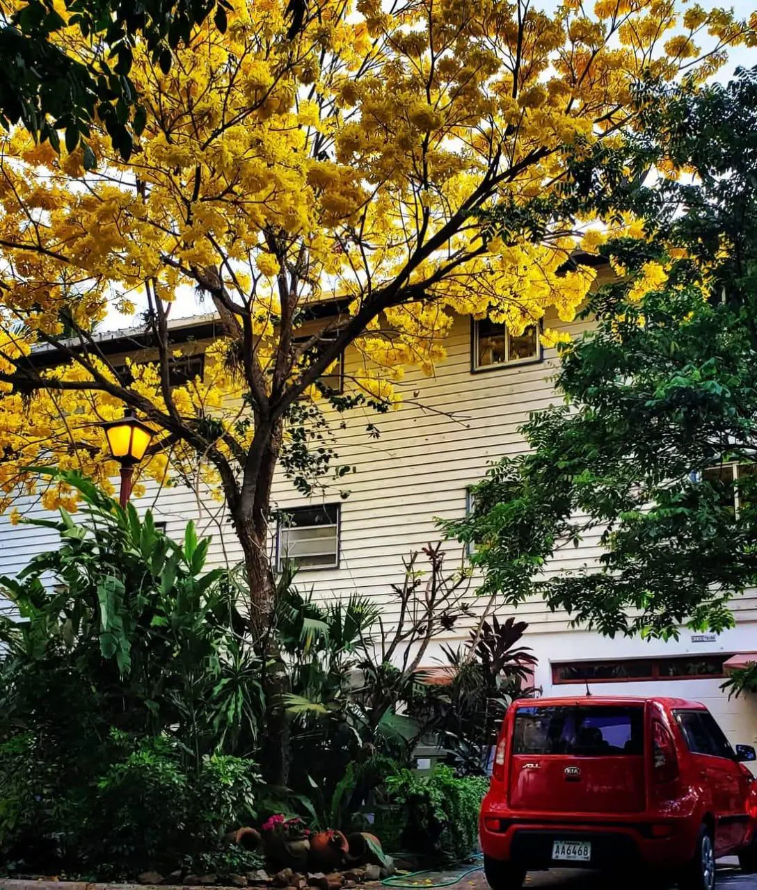 A two-story white house with a red car parked in front, framed by a golden flowering tree and lush green foliage.