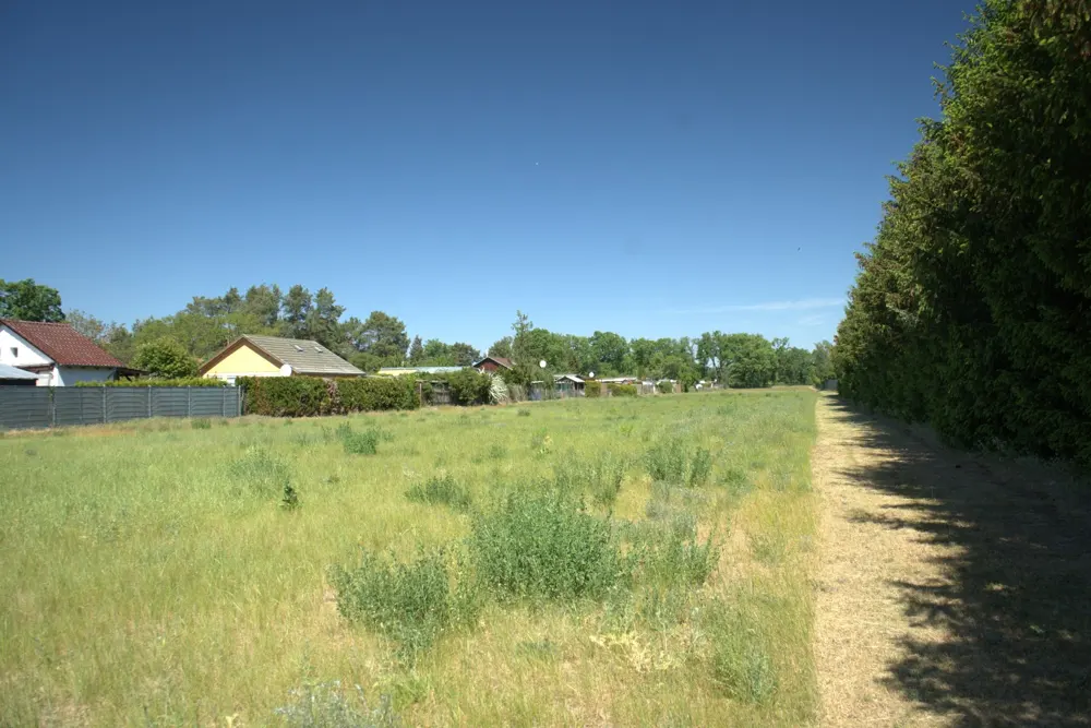 A grassy field under a blue sky, bordered by a row of tall green trees on the right and houses in the distance.