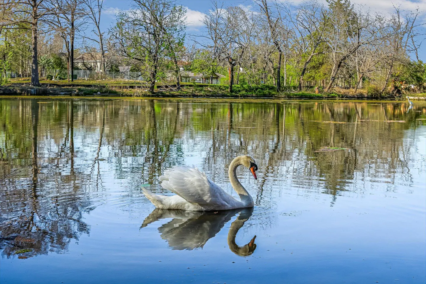 A white swan swims on a blue lake, reflecting trees and sky.