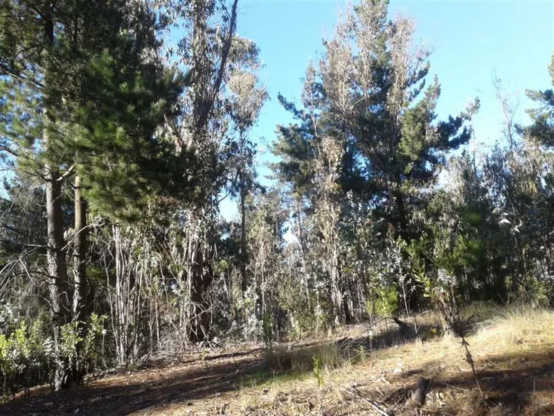 A wooded lot with tall trees and dry grass under a blue sky.
