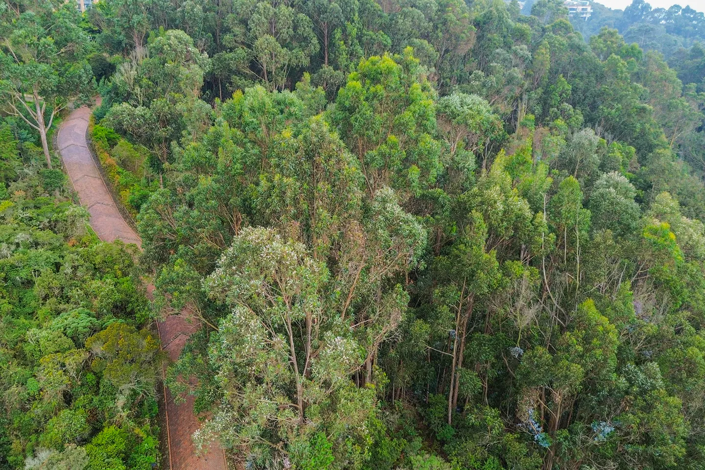Aerial view of a winding brown path through a dense green forest on a hillside.