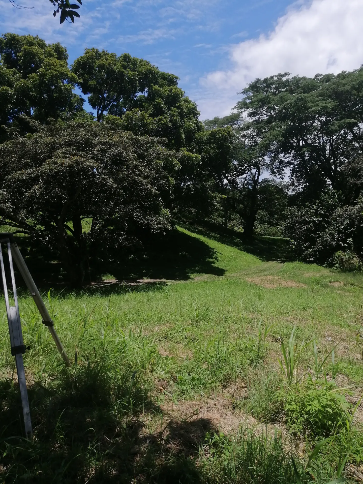 Lush green land with tall trees under a blue sky with white clouds. A surveyor's tripod stands in the foreground.