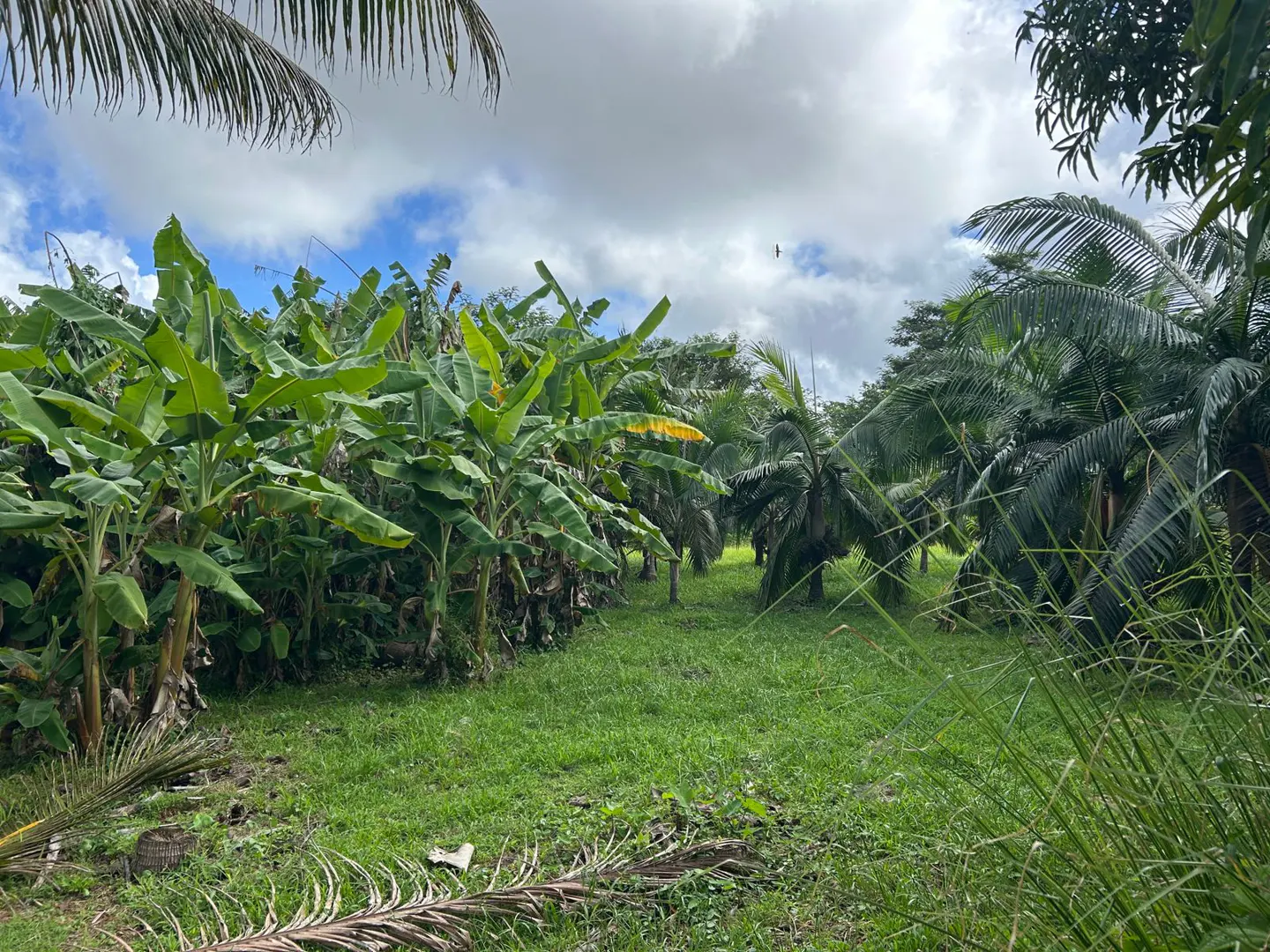 Lush green land with banana trees and coconut palms under a cloudy sky. A bird flies overhead.