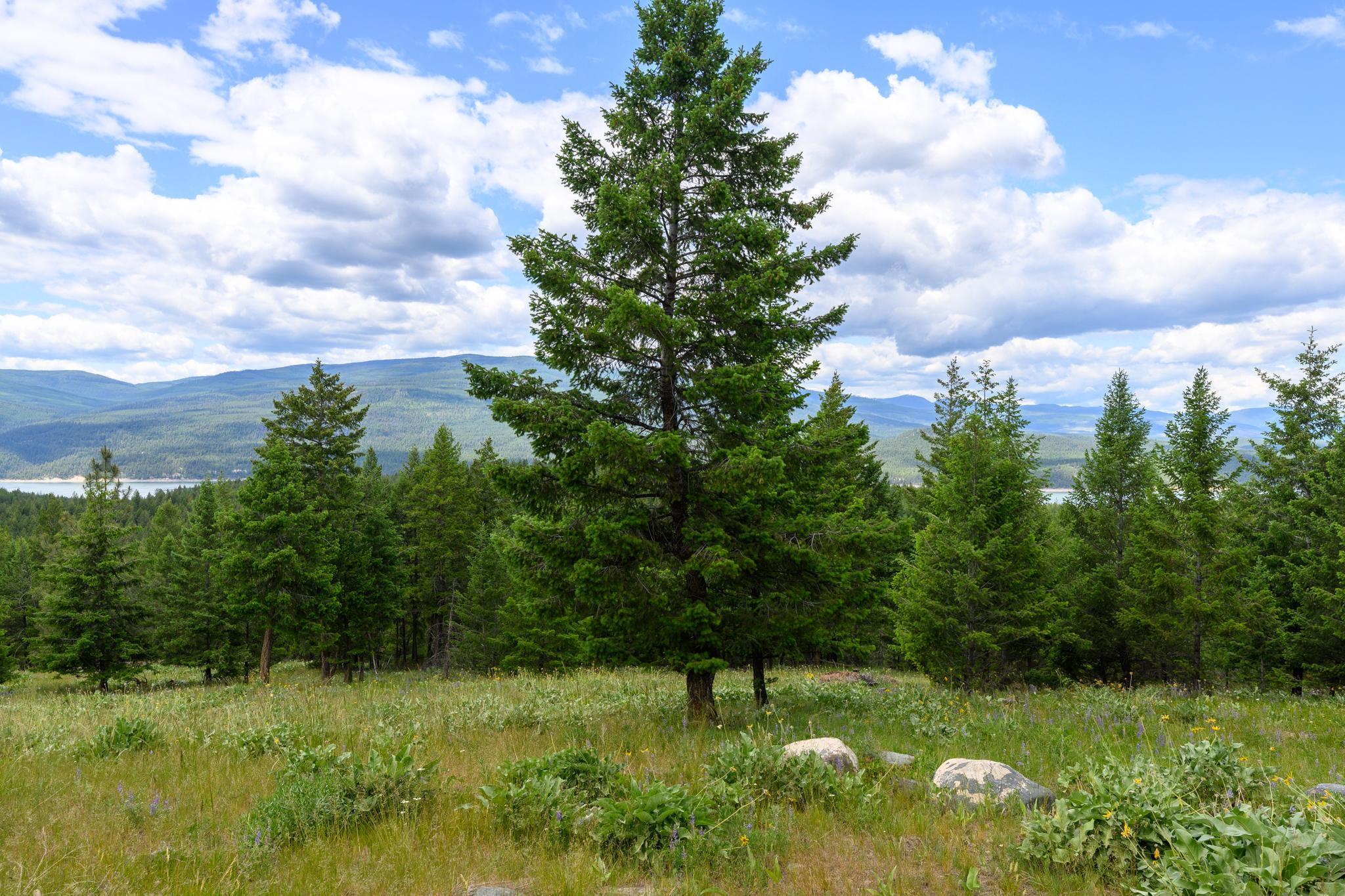 5+ Acres With Peekaboo Lake Views!