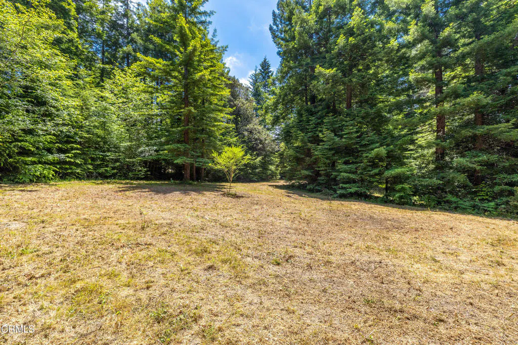A sunny clearing with dry grass is surrounded by tall green trees. A small tree stands in the center of the clearing.