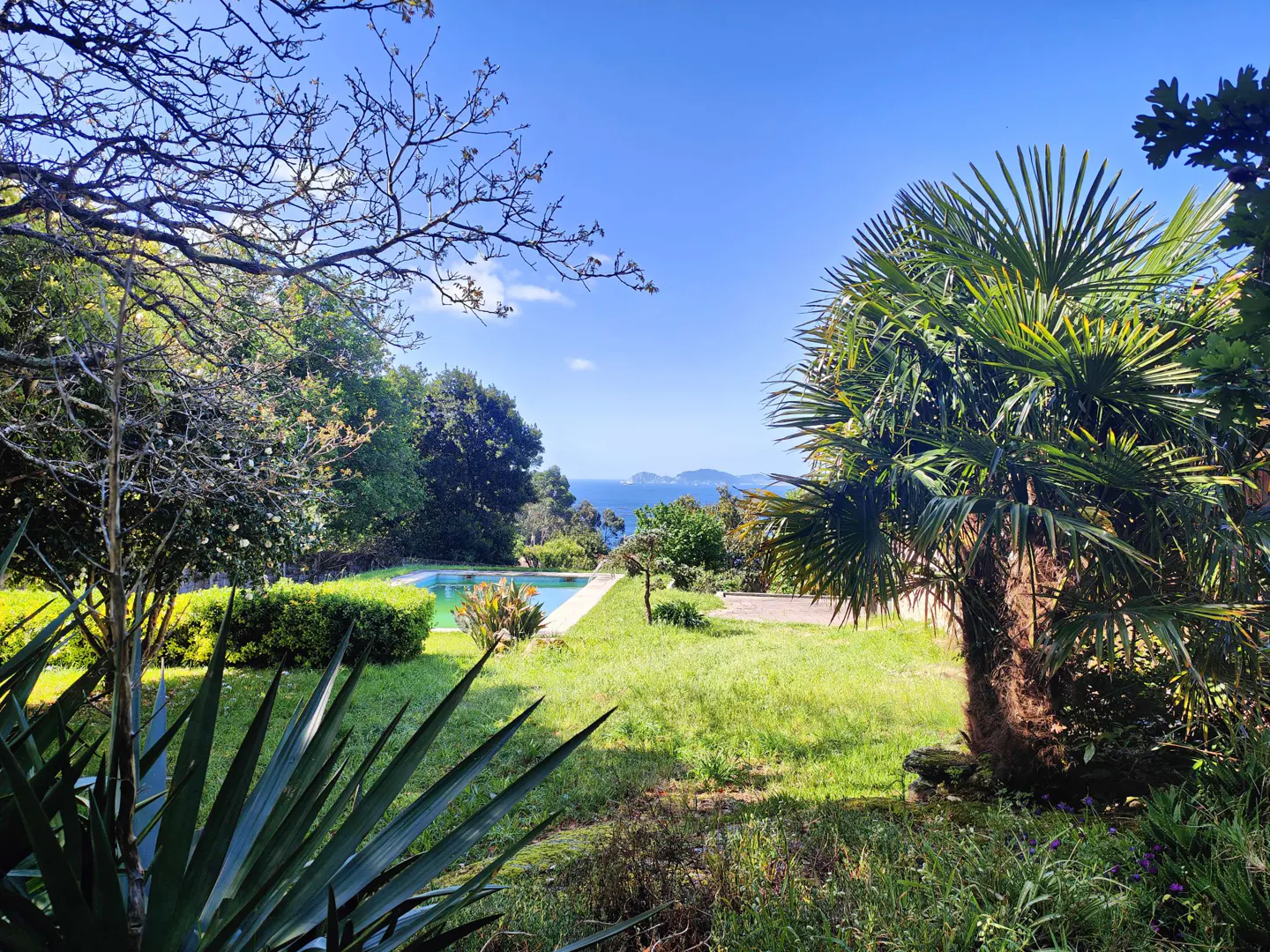 Lush green lawn with a pool, palm tree, and ocean view under a bright blue sky.