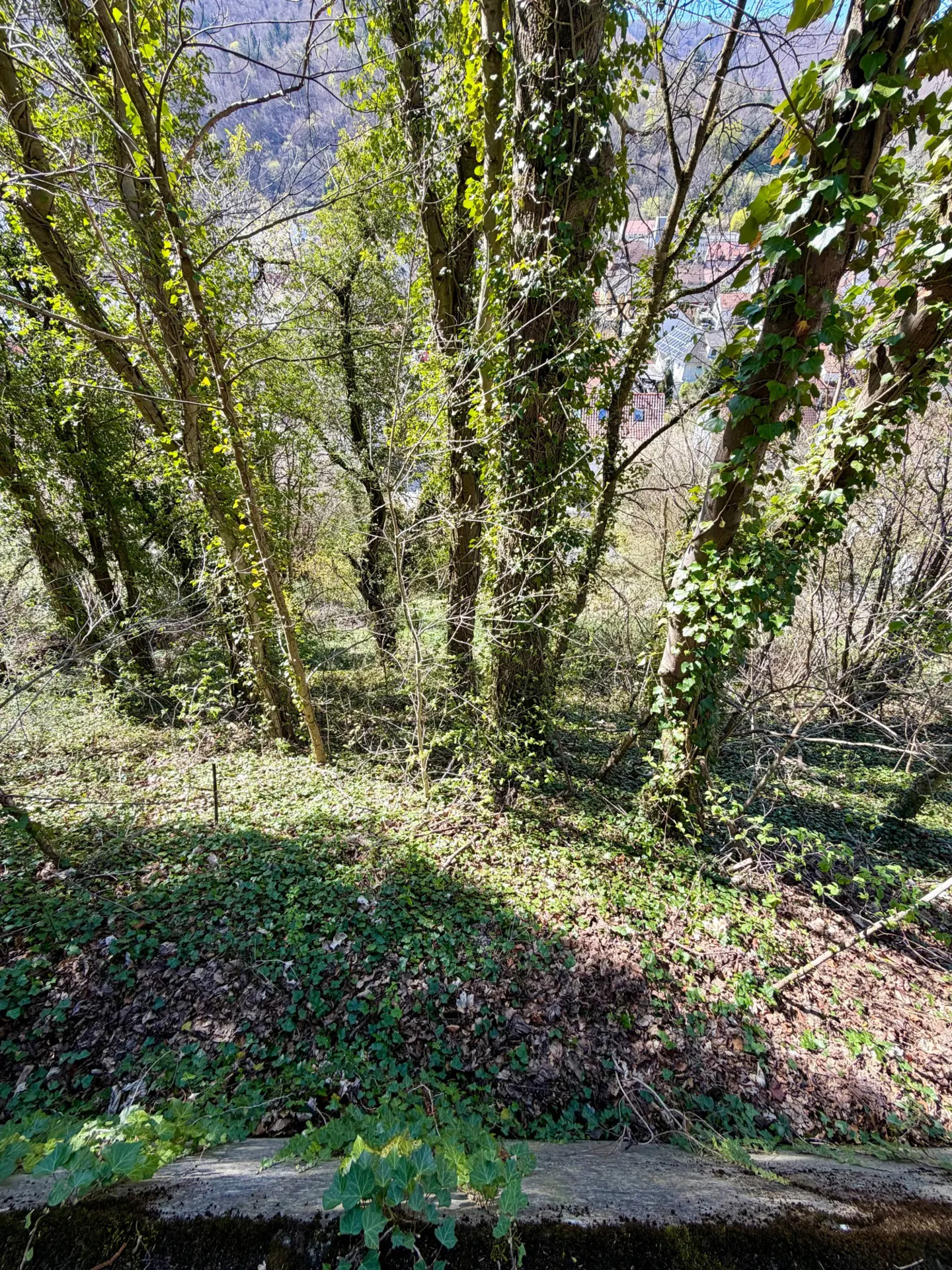 A view of a wooded area with trees covered in ivy and a ground cover of green plants. Sunlight filters through the trees.