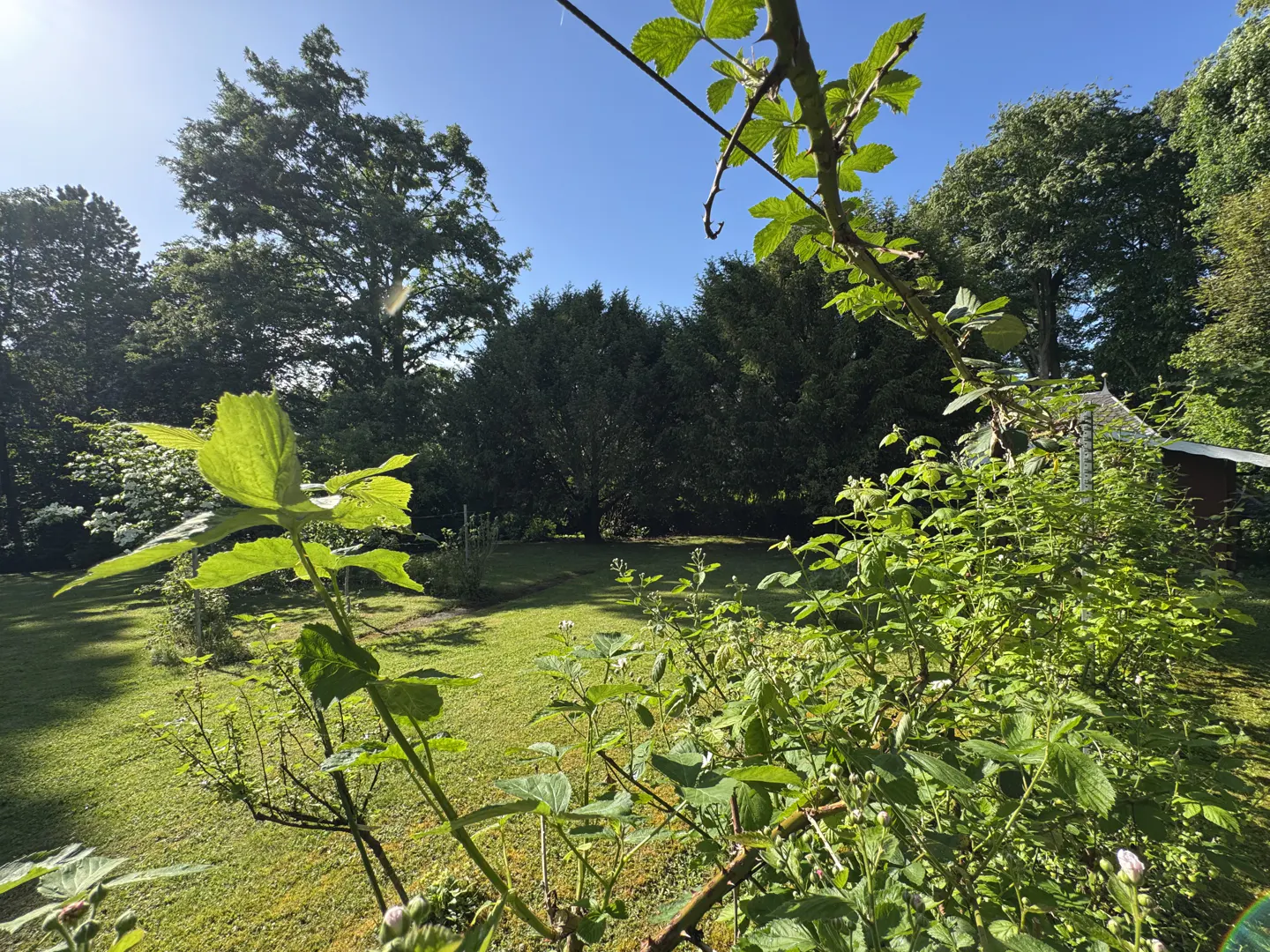 Lush green backyard with trees and a blue sky. Foliage in the foreground adds depth.