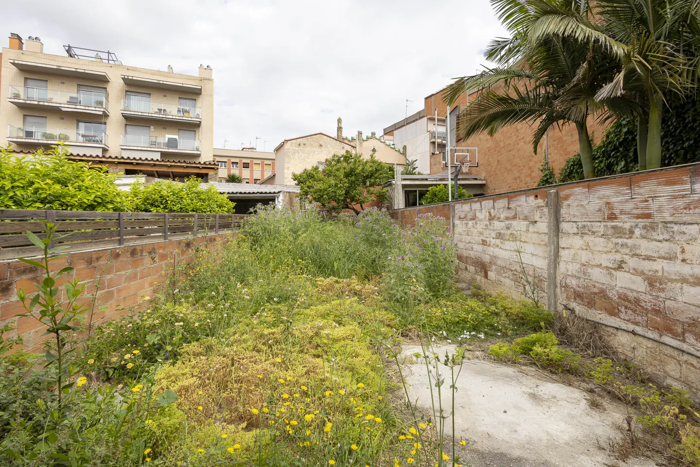 Overgrown backyard with yellow flowers, weeds, and brick walls. Buildings and a basketball hoop are in the background.