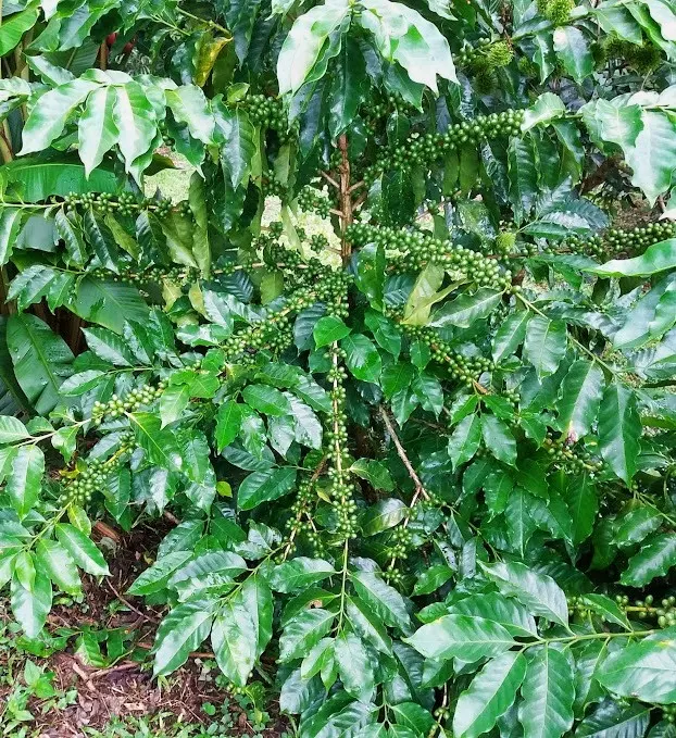 A coffee plant with green leaves and unripe coffee beans.