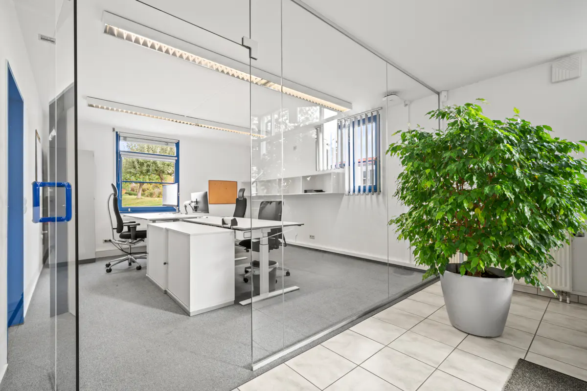 Bright office space with glass walls, white desks, black chairs, and a large potted plant.