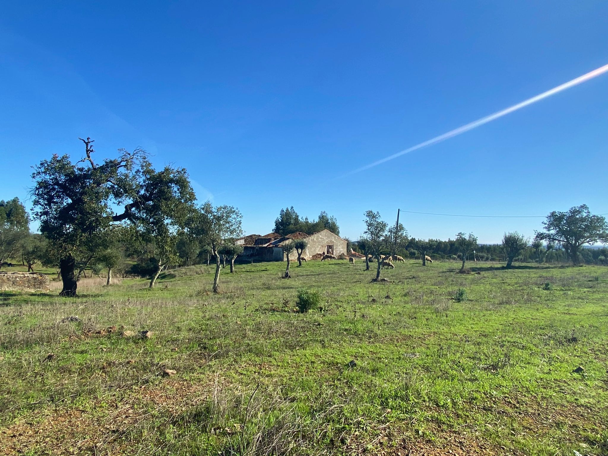 Rural landscape with a stone house, green field, trees, and sheep grazing under a clear blue sky.