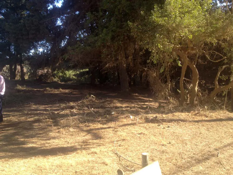 A sunlit clearing with tall trees and dry grass. A person stands to the left.