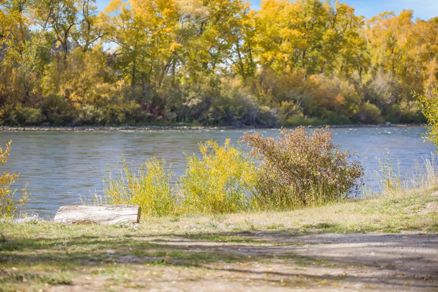 A river flows past a grassy bank with a fallen log, framed by vibrant yellow autumn trees under a clear blue sky.