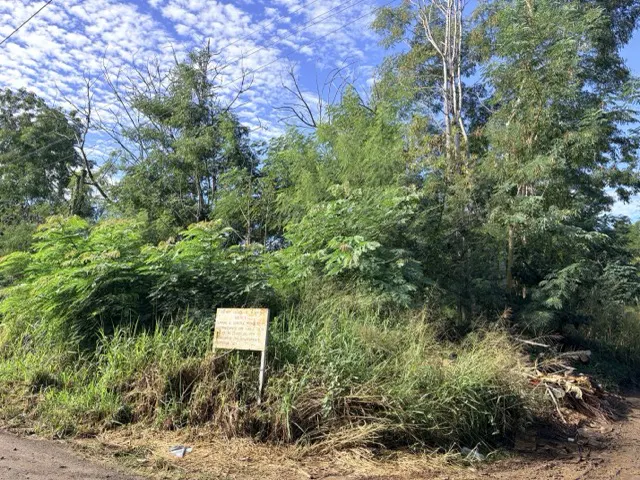 A vacant, overgrown lot with lush green trees and tall grass under a bright blue sky with a small sign in the foreground.