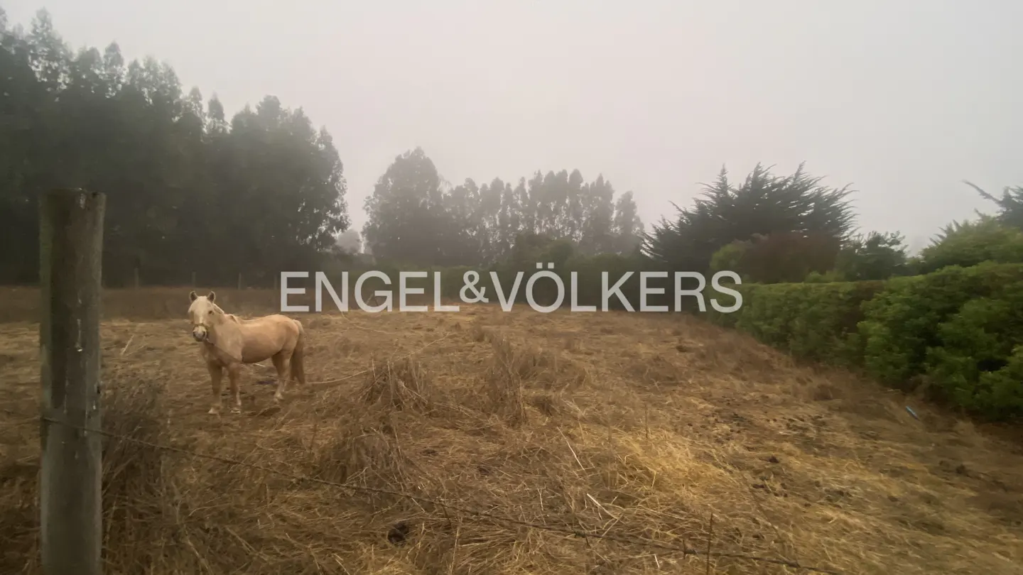 A tan horse stands in a dry, grassy field on a foggy day. Trees line the background. The Engel & Völkers logo is superimposed on the image.