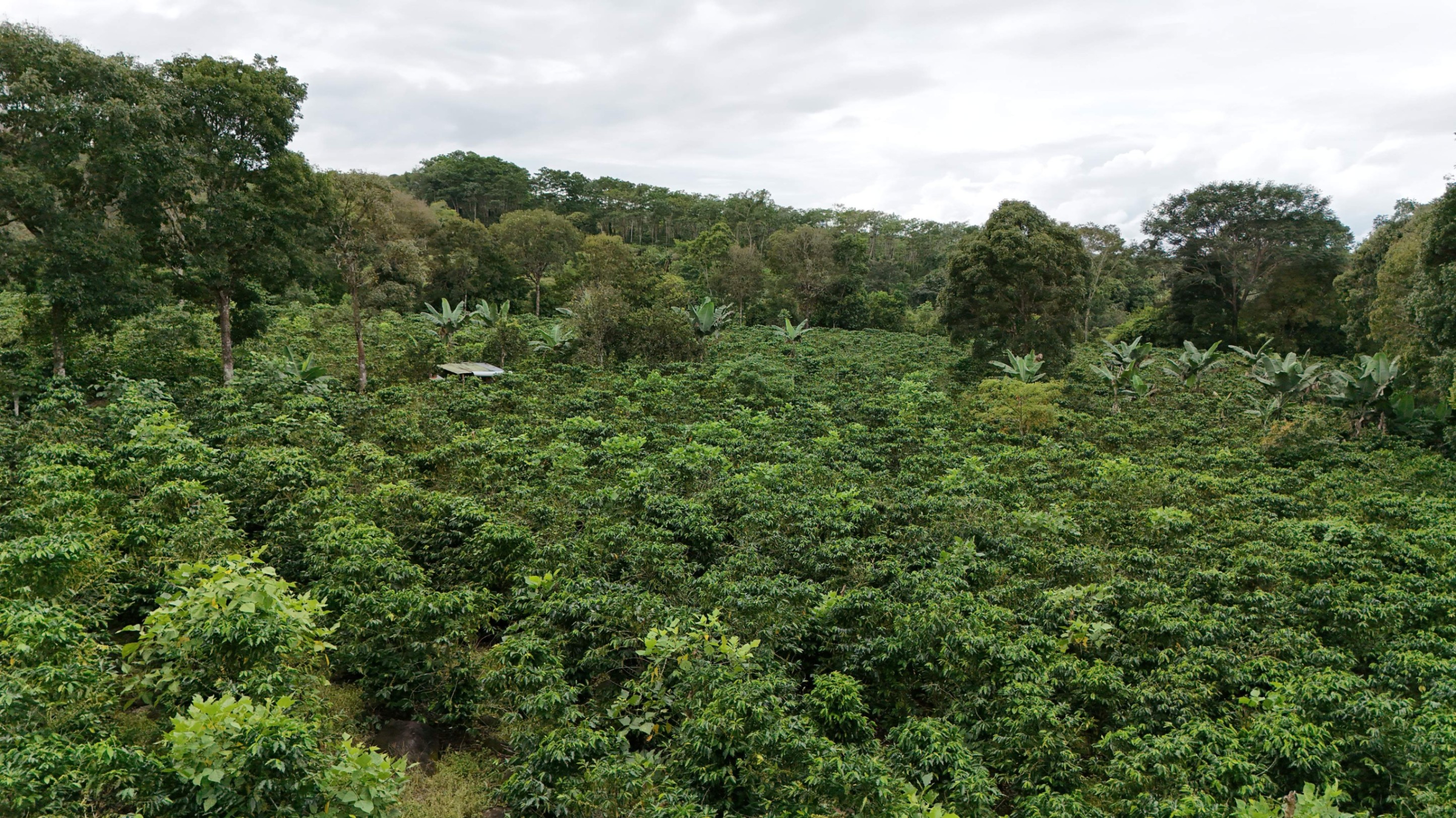 Rare 2.2-Hectare Property in Santa Elena de Pérez Zeledón