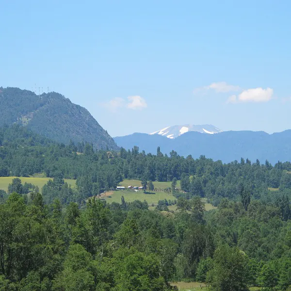 Scenic view of green rolling hills and trees under a blue sky. Distant snow-capped mountains are visible.