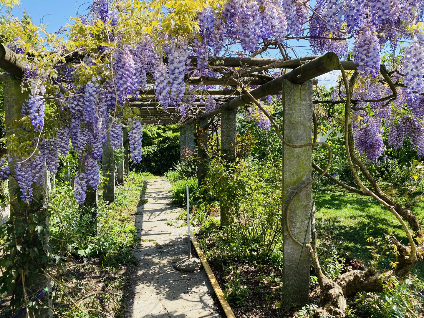 A garden path with a wooden pergola covered in purple wisteria flowers. The path is made of stone slabs and is surrounded by green plants.