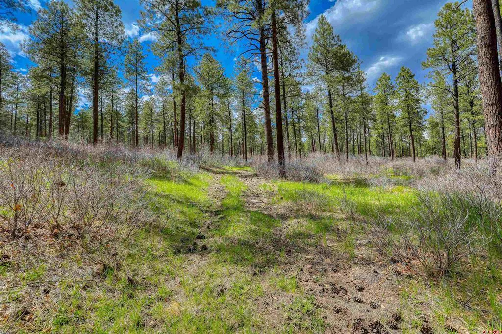 A path through a forest of tall, green pine trees under a blue sky with scattered clouds. The ground is covered in green grass and brown pine needles.