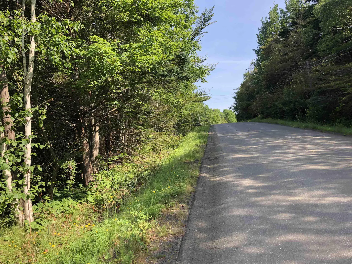 A paved road curves uphill, bordered by green trees and foliage under a blue sky.
