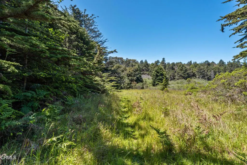 A grassy meadow with a path leads to a forest under a clear blue sky.