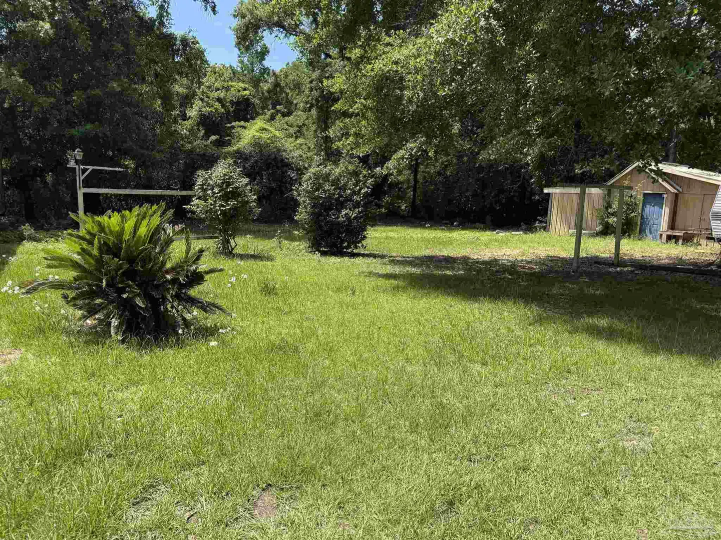 Lush green lawn with trees, bushes, and a small shed in the background. A palm-like plant is in the foreground.