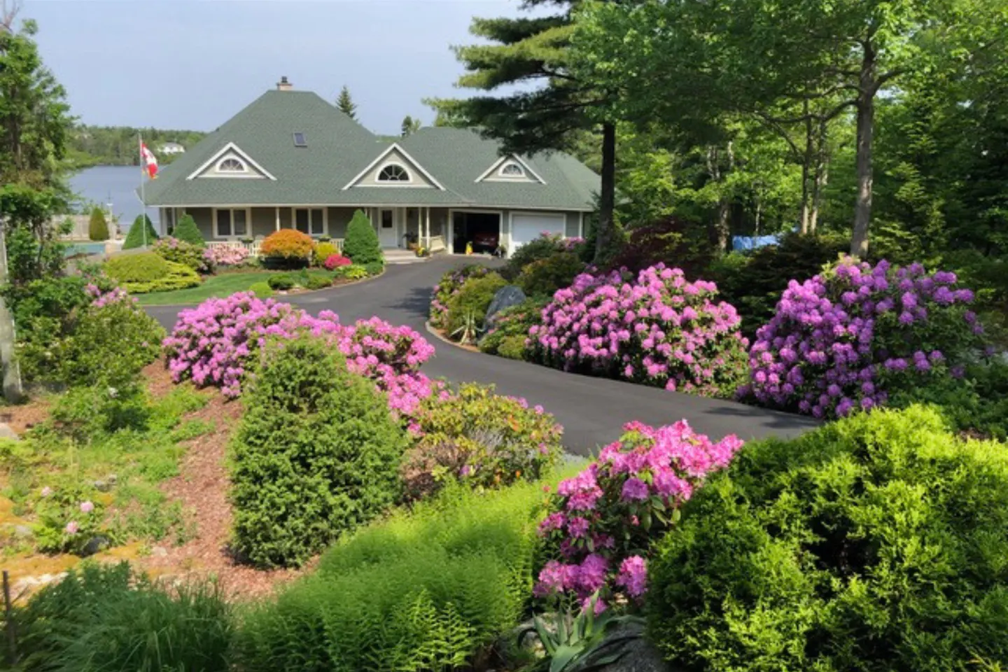 A light gray house with a green roof and a black driveway lined with pink rhododendrons.